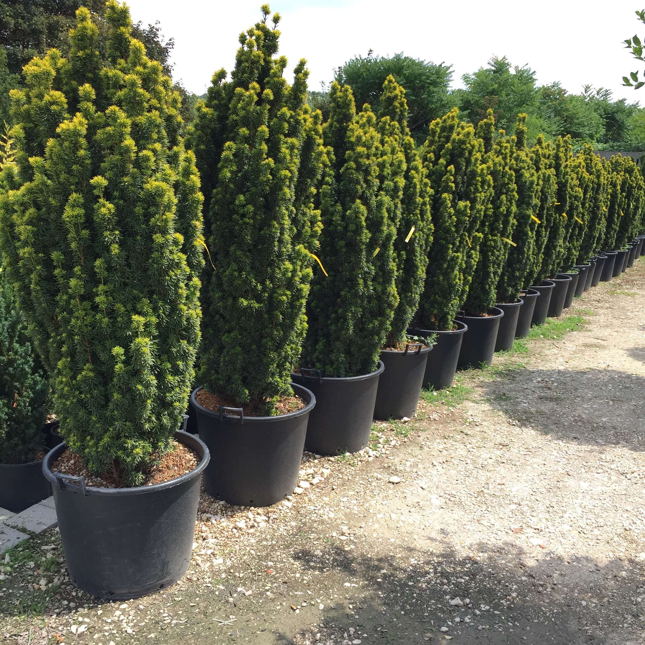 Arany oszlopos tiszafa Taxus baccata 'David'